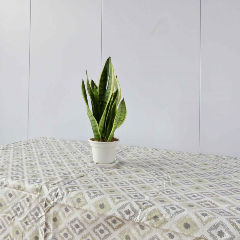 Cream Plastic Tablecloth